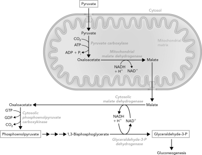 <strong>Which correctly describes the role of the transport system shown below? </strong> A) It provides an alternate fate for pyruvate degradation. B) It provides a source of NADH for gluconeogenesis via malate transport. C) It converts NADH equivalents into reduced forms of carbon. D) It allows for pyruvate transport into and out of the mitochondria.