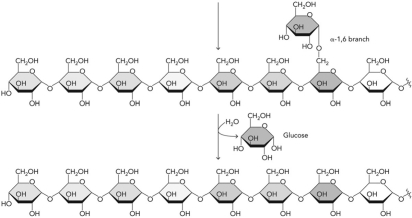 <strong>Which enzyme catalyzes the following reaction? </strong> A) debranching enzyme B) glycogen phosphorylase C) branching enzyme D) glycogen synthase