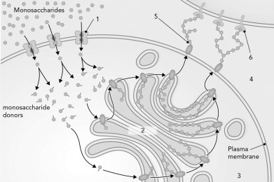 <strong>The following figure shows the cellular processes that synthesize, secrete, and recognize glycoconjugates in eukaryotic cells. Identify the cellular structure where glycosyltransferase enzymes function. </strong> A) 1 B) 2 C) 3 D) 4
