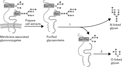 <strong>What method is used to release the O-linked glycan groups from the membrane-associated glycoconjugates shown in 2 in the figure below? </strong> A) enzymatic cleavage using PNGaseF B) chemical cleavage using a \beta -elimination reaction C) chemical cleavage using a Schiff base intermediate D) enzymatic cleavage using \beta -galactosidase