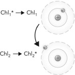 <strong>The following picture is an example of what phenomenon? </strong> A) resonance energy transfer B) electron transfer C) photoexcitation D) fluorescence