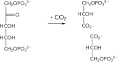 <strong>What is the name of the enzyme that catalyzes the reaction shown below? </strong> A) ribulose bisphosphate carboxylase B) acetyl-CoA carboxylase C) glyceraldehyde-3-phosphate dehydrogenase D) pyruvate carboxylase