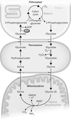 <strong>What is the process depicted below, where plants react with O<sub>2</sub>? </strong> A) photorespiration B) photosynthesis C) photogeneration D) photoglycolate pathway