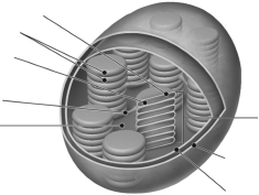 Label the parts of the chloroplast on the figure below.