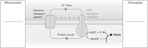 On the left hand side of the figure, label the regions above and below the lipid membrane assuming the process occurs in mitochondria. On the right hand side, label the regions assuming the process occurs in chloroplasts.