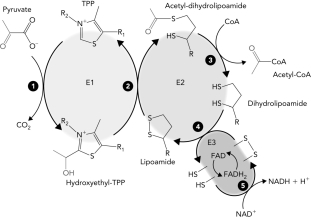 <strong>Identify the E1 subunit in the reaction schematic of the pyruvate dehydrogenase reaction below. </strong> A) pyruvate dehydrogenase B) dihydrolipoyl dehydrogenase C) dihydrolipopyl acetyltransferase D) flavin adenine dinucleotide