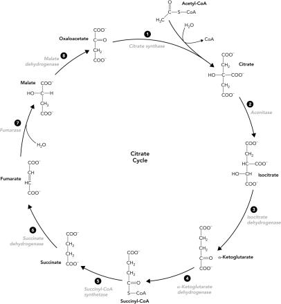 <strong>Which reaction in the citrate cycle produces CO<sub>2</sub>? </strong> A) 1 B) 2 C) 3 D) 5