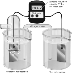 Use the figure below to answer the following questions. A. The electrochemical cell shown here is measuring the reduction potential of Fe<sup>2+</sup>/Fe<sup>3+ </sup>using a reference hydrogen half reaction. Write each half reaction on the figure and show the flow of electrons. B. Do these oxidants have a higher or lower affinity for electrons compared with H<sup>+</sup>? Explain how you know this using information from the experiment.