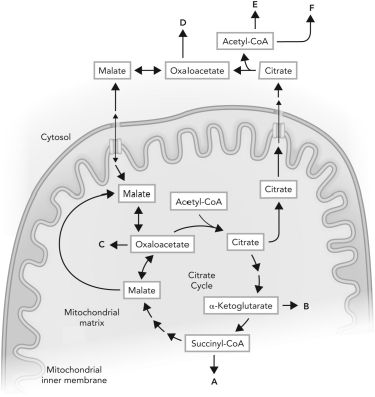 In the following figure, identify and explain the specific pathways (A-F) that are shared with the citrate cycle intermediates.
