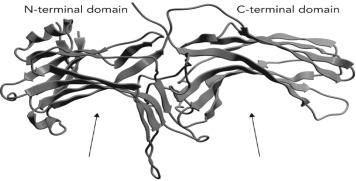 <strong>Below is the molecular structure of a single bovine \beta -arrestin subunit. Two locations are indicated. What is most likely to interact with the protein at these locations? </strong> A) \beta ARK B) GTP-bound G <sub> \alpha </sub> C) dephosphorylated GPCR D) phosphorylated GPCR