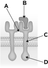 <strong>Below is a schematic representation of a dimerized receptor tyrosine kinase. Where is the kinase function located? </strong> A) A B) B C) C D) D