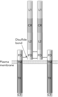 <strong>On binding of an insulin molecule to the insulin receptor, which region of the receptor becomes phosphorylated? </strong> A) CR B) TM C) TK D) L1