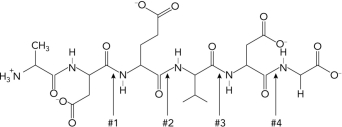<strong>Predict which bond of a target protein would be cleaved by caspase 3 executioner enzyme. </strong> A) 1 B) 2 C) 3 D) 4