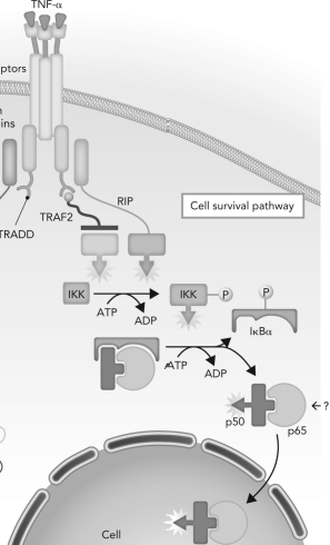 <strong>Below shows the cell survival pathway promoted by TNF- \alpha . A complex is indicated with a question mark. What is this complex? </strong> A) inactive NF \kappa B B) active NF \kappa B C) active CASP3 D) NIK