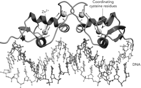 <strong>This Zn<sup>2+</sup>-containing homodimer is part of </strong> A) the glucocorticoid receptor. B) PPAR \gamma -RXR \alpha . C) TRADD. D) the retinoic acid receptor.