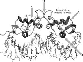 <strong>Below is shown the structure of a homodimer of the GR DNA-binding domain. Four areas are highlighted. Which is most likely to interact with DNA? </strong> A) A B) B C) C D) D