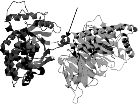 Below is a figure of G<sub>s</sub> <sub> \alpha </sub> <sub> </sub>protein bound to G <sub> \beta </sub> <sub> \gamma </sub> <sub> </sub>protein. What is the name of the portion indicated by the arrow, and which protein is it a part of?