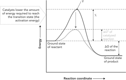 <strong>Consider the reaction coordinate diagram shown below. X is ; Y is . </strong> A) transition state; activation energy B) \Delta G<sup>‡ </sup>of catalyzed reaction; transition state C) activation energy of catalyzed reaction; transition state D) \Delta G<sup>‡</sup><sup> </sup>of uncatalyzed reaction; transition state