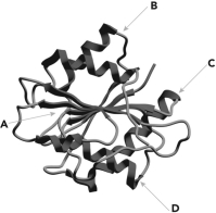 <strong>Below is a ribbon diagram of an enzyme. Four regions of the enzyme are indicated. Which is most likely the active site? </strong> A) A B) B C) C D) D