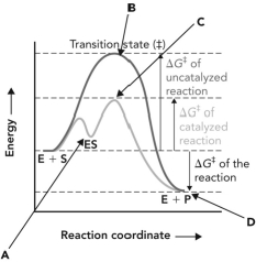<strong>Refer to the reaction coordinate diagram below. At what point is there a maximum number of interactions between the enzyme and the compound that it is binding? </strong> A) A B) B C) C D) D