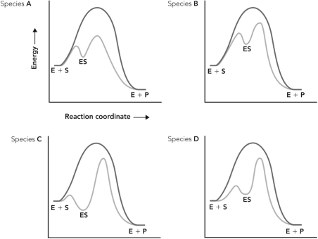<strong>Enzymes from four different species catalyze the same reaction. Based on the reaction coordinate diagrams below, which species contains an enzyme that experiences more bonding interactions with the transition state of the reaction? </strong> A) species A B) species B C) species C D) species D