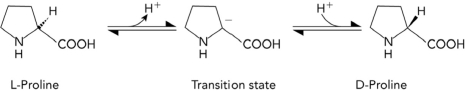 <strong>The conversion of L-proline to D-proline is shown below. Which of the following characteristics would most likely be found in a transition state analog that inhibits an enzyme that catalyzes the reaction? </strong> A) planar B) positively charged at the \alpha -carbon C) tetrahedral geometry at the \alpha -carbon D) double bonds within the ring