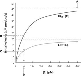 <strong>In the figure below, K<sub>M</sub> is indicated at </strong> A) A. B) B. C) C. D) D.