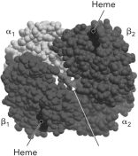 <strong>Below is a figure of adult hemoglobin. The arrow points to where binds. </strong> A) glucose B) 2,3-bisphosphoglycerate C) O<sub>2</sub> D) CO<sub>2</sub>