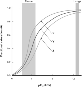 <strong>Below is a fractional saturation curve for O<sub>2</sub> binding to adult hemoglobin. Assume that curve Y represents a system at pH 7.4 and with a normal physiological level of 2,3-BPG. Curve X represents a system that </strong> A) is at pH 7.4 with a higher than normal physiological level of 2,3-BPG. B) has a higher pH with a normal physiological level of 2,3-BPG. C) has a lower pH with a normal physiological level of 2,3-BPG. D) is at pH 7.4 with a normal physiological level of 2,3-BPG but with an increased level of CO<sub>2</sub>.