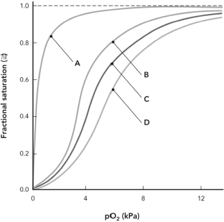 <strong>Which of the following curves is representative of the binding of oxygen to myoglobin? </strong> A) curve A B) curve B C) curve C D) curve D