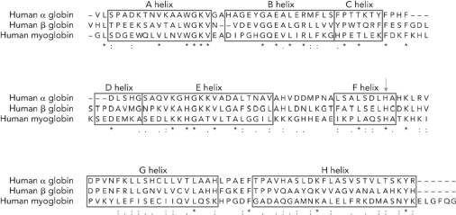 <strong>Look at the data in the figure below. If the sequence for the \beta subunit was replaced with the \beta subunit sequence from a patient with sickle cell disease, the number of </strong> A) asterisks would decrease. B) colons would increase. C) periods would decrease. D) asterisks would increase.