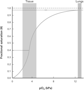 <strong>Using the oxygen binding curve shown, calculate the approximate percentage of O<sub>2</sub> that is released from hemoglobin as the pO<sub>2</sub> changes from 13 kPa to 4 kPa. </strong> A) 4% B) 9% C) 60% D) 91%