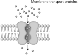 <strong>What type of transport is depicted in the figure below? </strong> A) membrane diffusion B) passive transport of molecules down a concentration gradient C) active transport of molecules down a concentration gradient D) active transport of molecules up a concentration gradient