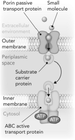 <strong>Consider the transport scenario shown. Which curve represents the overall movement of the small molecule from the extracellular environment to the cytosol? </strong> A) B) C) D)