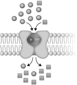 <strong>The transport system shown below is a(n) </strong> A) secondary active symporter. B) primary active transporter. C) secondary active antiporter. D) ABC transporter.