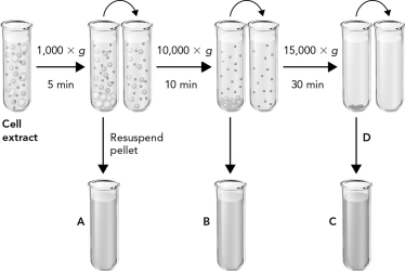 <strong>The figure below shows how differential centrifugation can be used to isolate four subcellular fractions. Which fraction corresponds to the cytosol fraction? </strong> A) A B) B C) C D) D