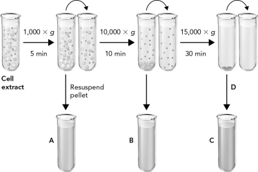 <strong>The figure below shows how differential centrifugation can be used to isolate four subcellular fractions. Which fraction corresponds to the mitochondrial fraction? </strong> A) A B) B C) C D) D