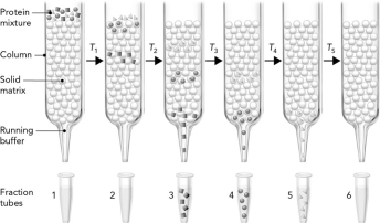 <strong>The figure below shows three proteins that are separated using gel filtration chromatography. Which protein is the largest? </strong> A) squares B) circles C) triangles D) Not enough information is included to determine the protein.