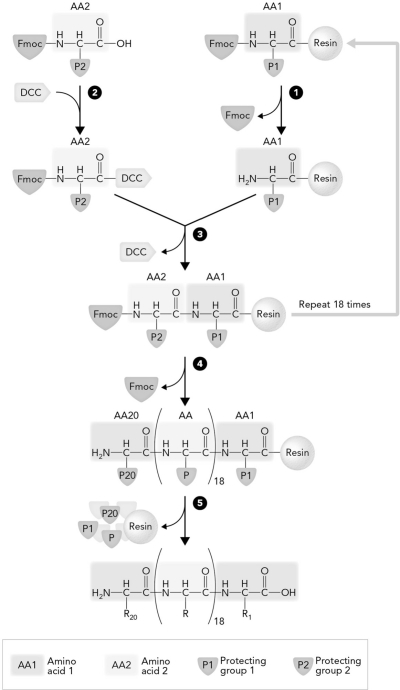<strong>The step in solid-phase peptide synthesis that occurs at number 3 is </strong> A) deblocking of the residue attached to the resin. B) coupling of the amino acid. C) cleavage from the resin. D) activation of the Fmoc blocked residue.