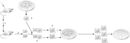 <strong>Using the figure below describing monoclonal antibody generation, identify the step where the B cells are fused with the tumor cells. </strong> A) 1 B) 2 C) 3 D) 4