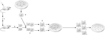 <strong>What cells are shown at step number 2 in the figure below? </strong> A) B cells B) immortalized tumor cells C) hybridoma cells D) red blood cells