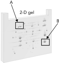 Analyze and interpret the 2-D PAGE gel shown below. What information can be determined about the proteins labeled A and B?