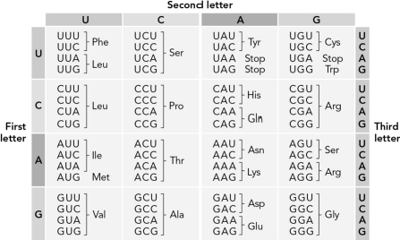<strong>Use the table below to determine how many possible RNA sequences could code for the dipeptide Pro-Ala. </strong> A) 1 B) 16 C) 8 D) 64