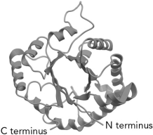 <strong>The common protein fold shown below is the fold. </strong> A) Greek key B) Rossman C) FERM domain D) \alpha / \beta barrel