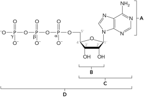 <strong>The figure below shows part of the primary structure of DNA. Identify the nucleoside. </strong> A) A B) B C) C D) D