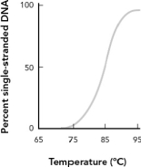 <strong>What is the melting temperature from the DNA absorbance shown in the figure below? </strong> A) 80 \degree C B) 85 \degree C C) 90 \degree C D) 95 \degree C