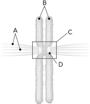 <strong>Identify the kinetochore in the following figure. </strong> A) A B) B C) C D) D