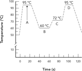 <strong>Identify the phase of PCR amplification where the primer is annealed. </strong> A) A B) B C) C D) D