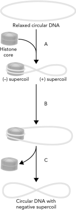 Histones participate in the process of supercoiling DNA. Using the figure below, outline the three steps in this process labeled A, B, and C.