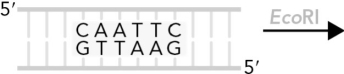 Predict the cleavage products when DNA is exposed to restriction endonucleases using the figure below.
